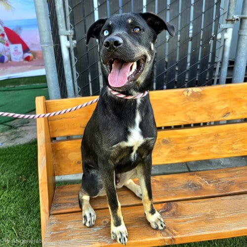 Photo of Ziggy Stardust, adoptable German Shepherd Dog in Long Beach, California