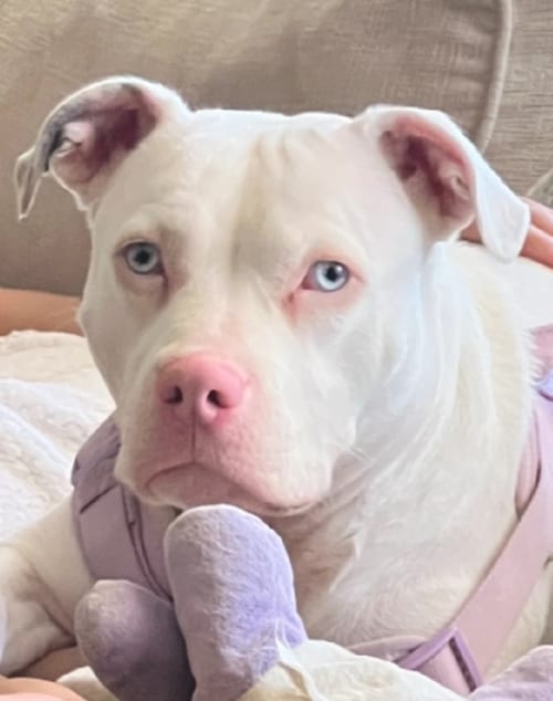 Photo of Yuki, adoptable American Bulldog in Atlanta, Georgia