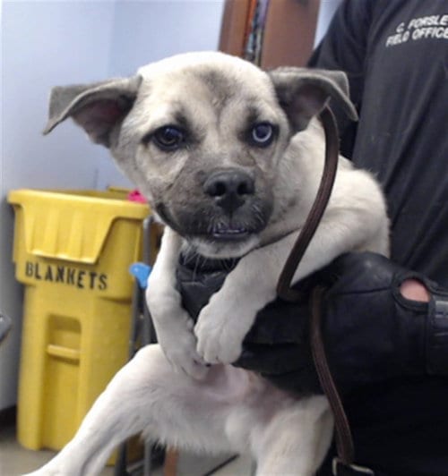 Photo of Hamish, adoptable Pug in Phoenix, Arizona
