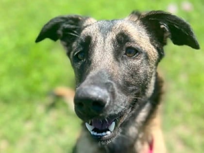 Photo of Aura, adoptable dog in Georgetown, Texas