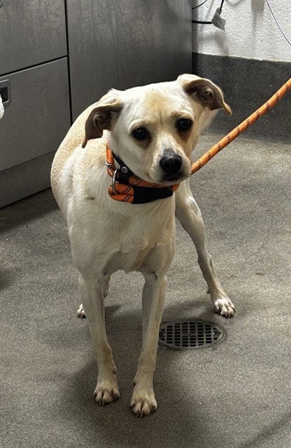 Photo of Tasha, adoptable Chihuahua in Forestville, Maryland