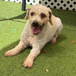 Photo of Suzy 8077, adoptable Poodle (Miniature) in Loxahatchee, Florida