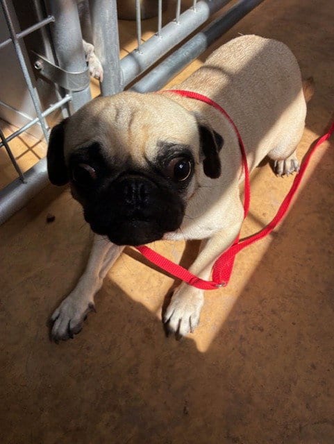 Photo of Miss Muffet, adoptable Pug in Phoenix, Arizona