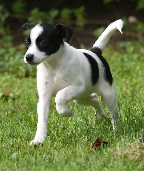Photo of Moxie, adoptable Chihuahua in Mechanicsburg, Pennsylvania