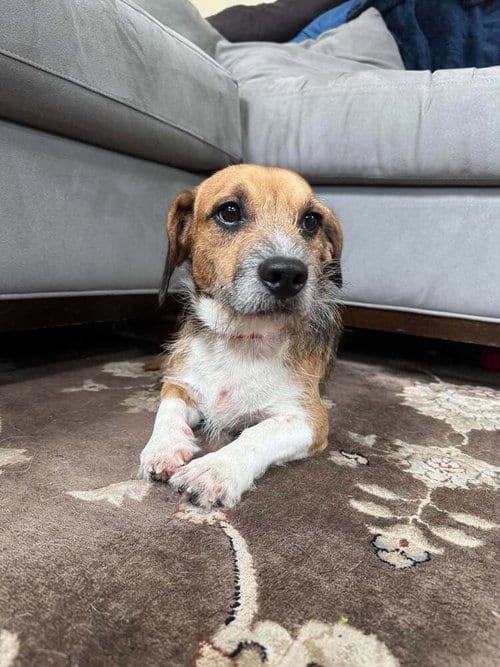 Photo of Stitch (AL), adoptable Beagle in New York, New York
