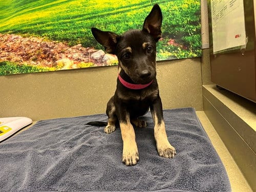 Photo of Mindy, adoptable German Shepherd Dog in Moreno Valley, California