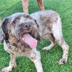 Photo of Bennie Bear 0014, adoptable Poodle (Miniature) in Loxahatchee, Florida
