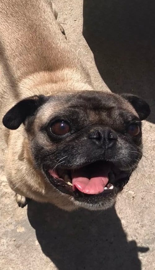 Photo of Chato, adoptable Pug in San Diego, California