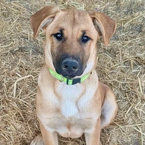 Photo of Meme, adoptable Belgian Shepherd Malinois in Yreka, California