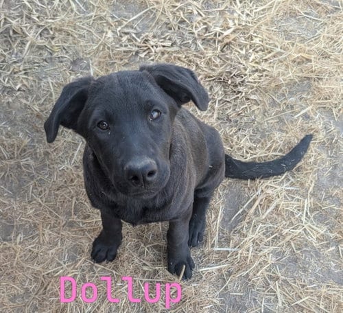 Photo of Dollup, adoptable Belgian Shepherd Malinois in Yreka, California