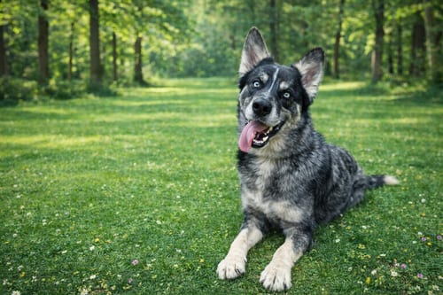 Photo of Rex, adoptable Australian Shepherd in Clovis, California