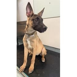 Photo of Cher, adoptable Belgian Malinois German Shepherd Dog in Lancaster, California