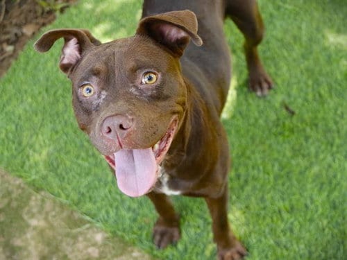 Photo of Fran, adoptable Staffordshire Bull Terrier in Tallahassee, Florida