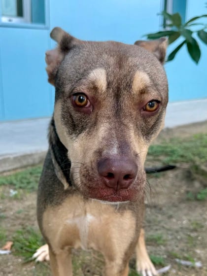 Photo of Georgie, adoptable Mixed Breed in New Orleans, Louisiana