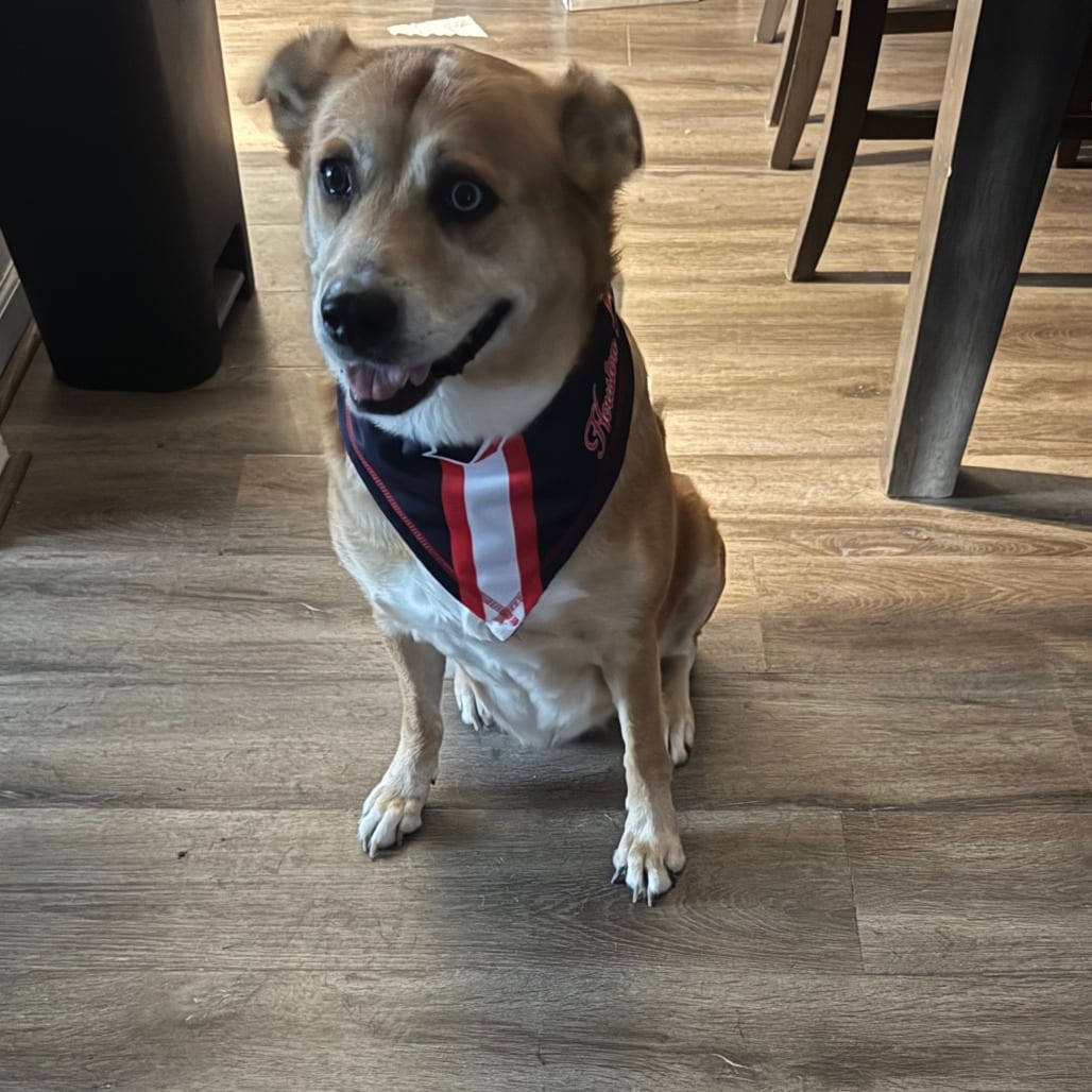 Photo of Georgia, adoptable Retriever, Labrador / Mix in Houston, Texas