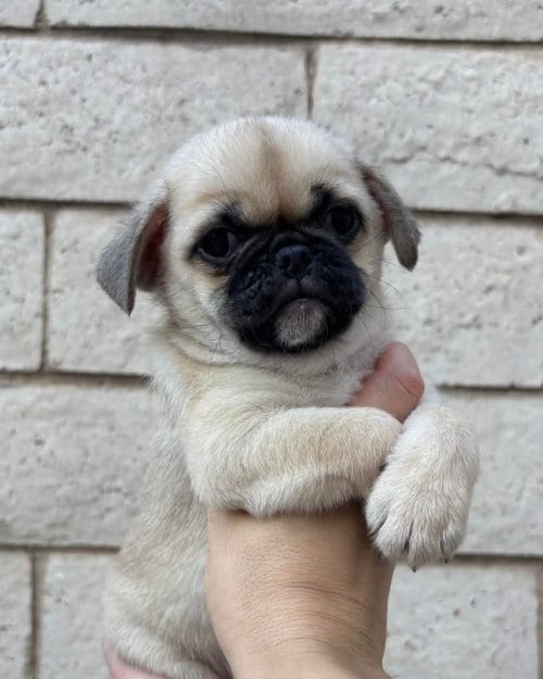 Photo of Winston, adoptable Pug in Corona, California