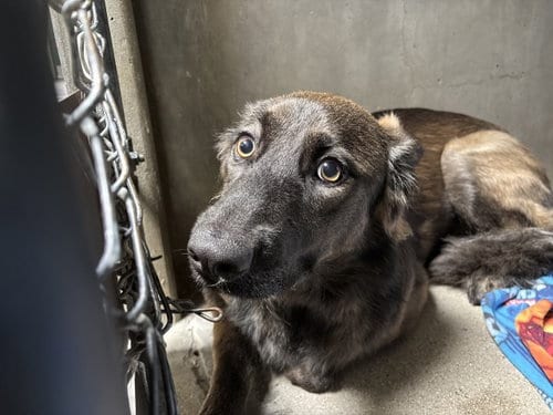 Photo of Snickers, adoptable Labrador Retriever in San Bernardino, California
