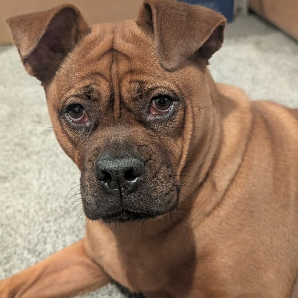 Photo of Frida D12208, adoptable Chow Chow / Mix in Princeton area, Minnesota