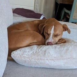 Photo of Nicks DS, adoptable American Pit Bull Terrier Mixed Breed (Medium) in Hartford, Connecticut