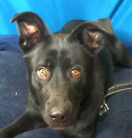 Photo of Hobo, adoptable German Shepherd Dog in Ukiah, California