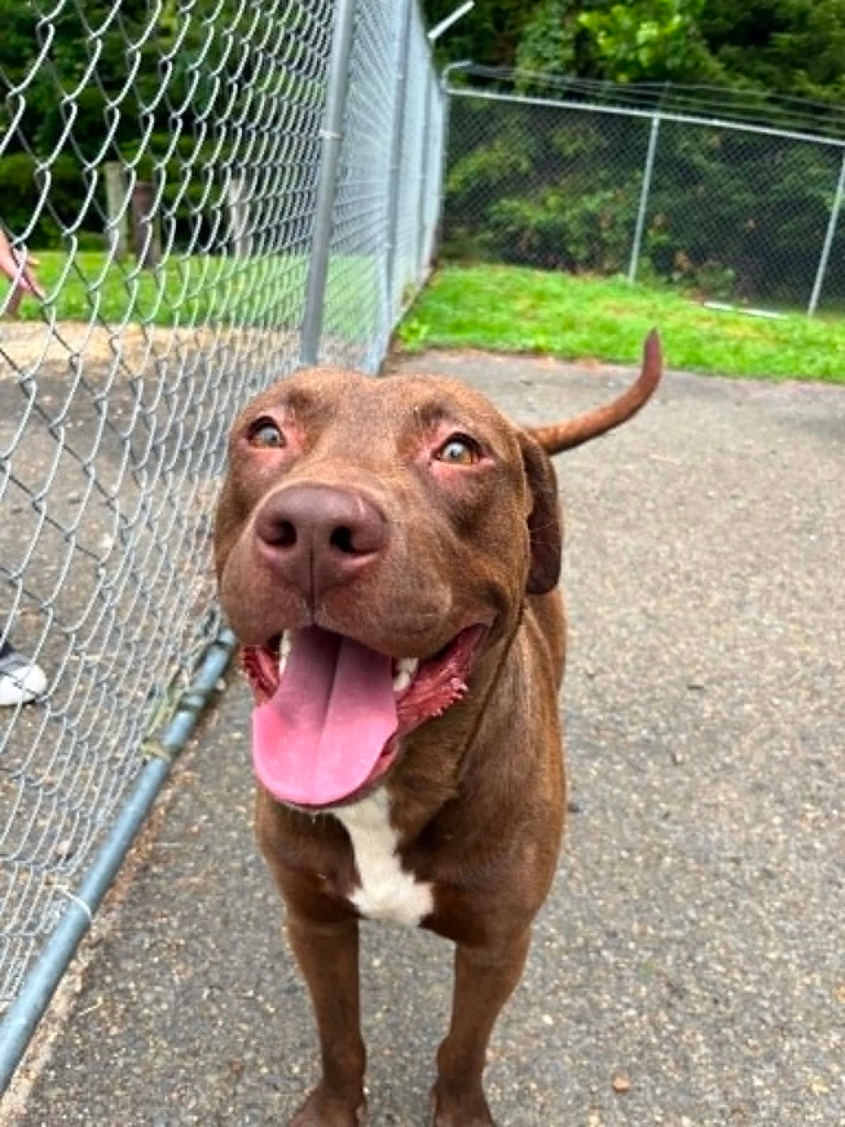 Photo of Merle, adoptable American Pit Bull Terrier in Fayetteville, West Virginia