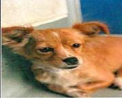 Photo of Jenny, adoptable Chihuahua in San Martin, California