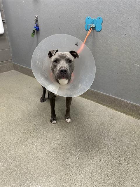 Photo of Googly Bear, adoptable Pit Bull Terrier in Las Vegas, Nevada