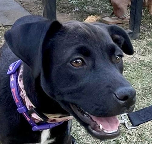 Photo of Lyla Rome, adoptable Black Labrador Retriever in Roswell, Georgia