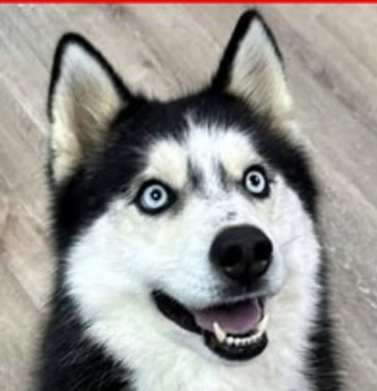 Photo of Kiba, adoptable Husky in Frederick, Maryland