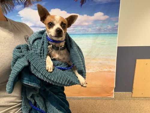 Photo of Toby, adoptable Chihuahua in Miami, Florida