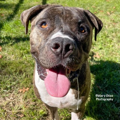 Photo of Maxwell, adoptable Bulldog in Herndon, Virginia