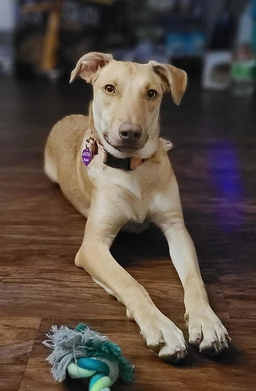 Photo of Bubble Gum, adoptable Labrador Retriever in Robbinsdale, Minnesota