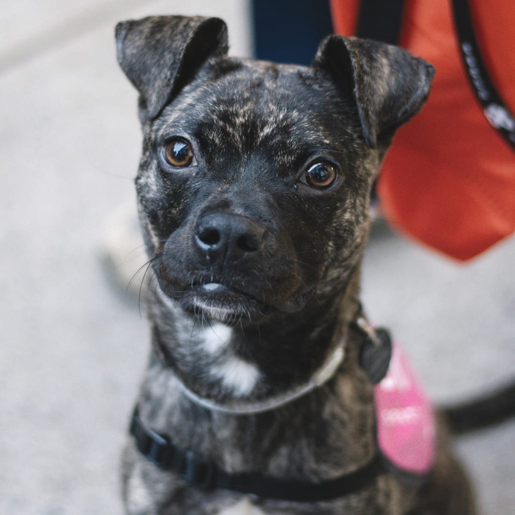 Photo of Lubec, adoptable Chihuahua
