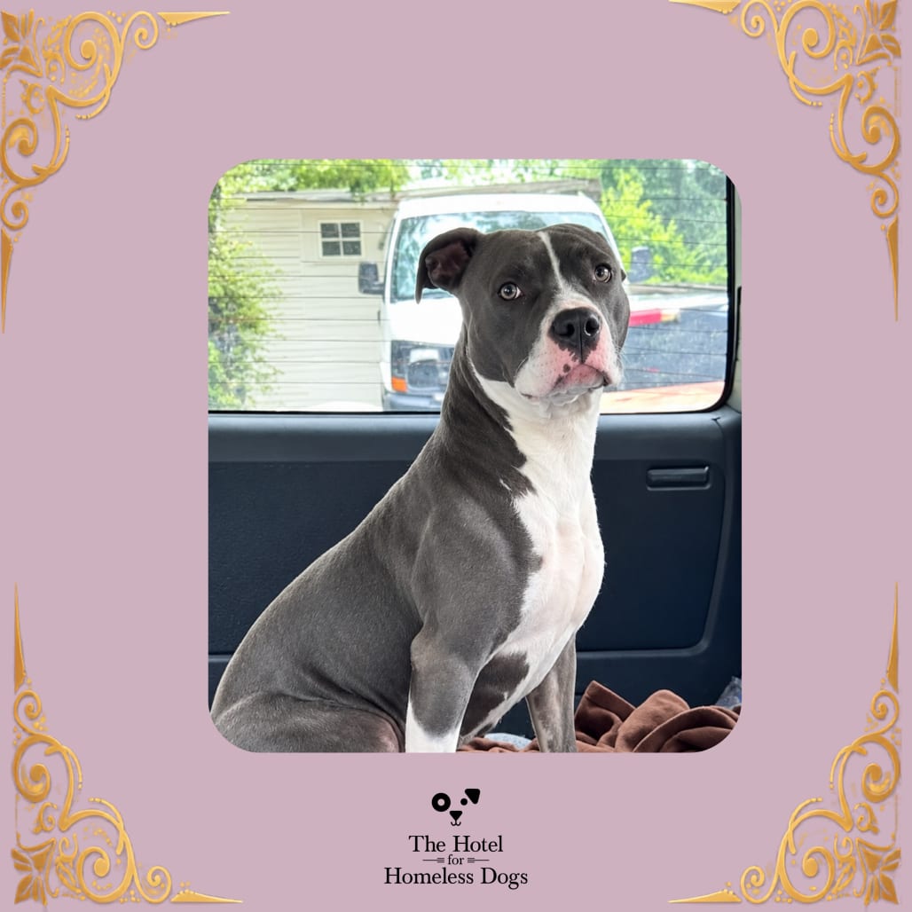 Photo of Dove, adoptable Terrier, American Staffordshire / Mixed Breed (Medium) in Cumberland, Rhode Island
