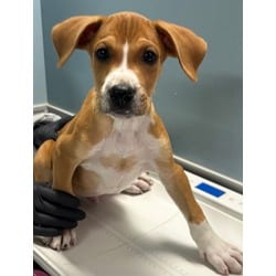 Photo of Amazon, adoptable Golden Retriever in San Antonio, Texas