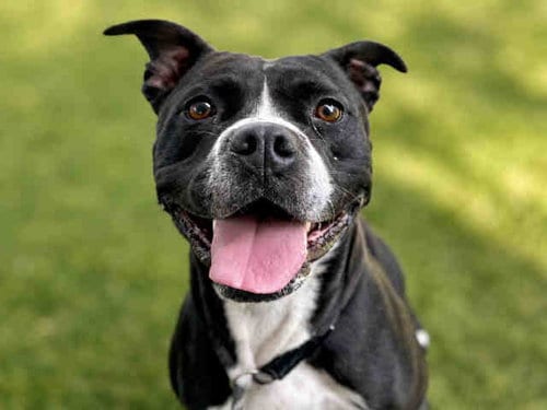 Photo of Cora, adoptable Pit Bull Terrier in Bonita, California