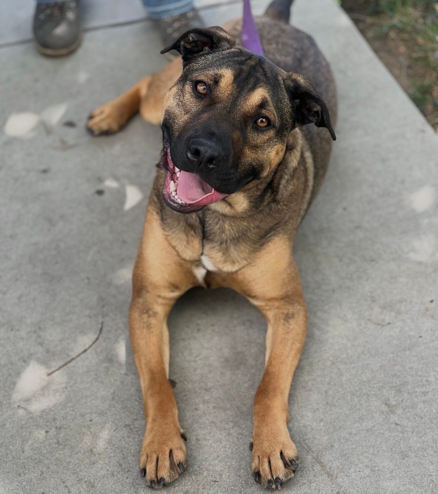 Photo of Duke, adoptable Shepherd in Dana Point, California