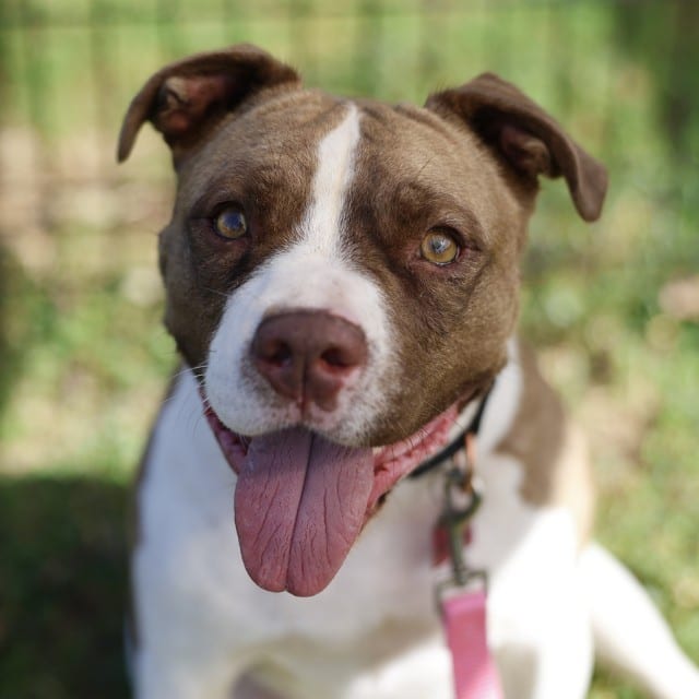 Photo of Bruce, adoptable dog in San Antonio, Texas