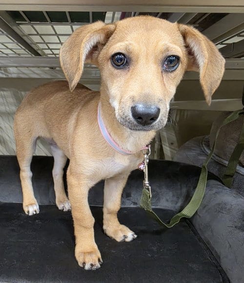 Photo of Cherry, adoptable Dachshund in Pipe Creek, Texas