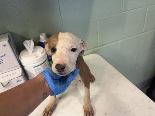 Photo of Mega Mind, adoptable American Pit Bull Terrier in Grand Prairie, Texas