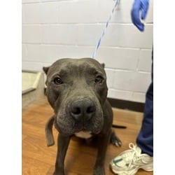 Photo of Happy, adoptable American Pit Bull Terrier in Baton Rouge, Louisiana