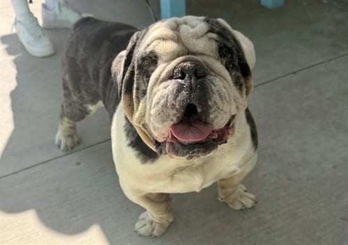 Photo of A5803446, adoptable English Bulldog in Baldwin Park, California