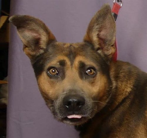 Photo of Dozer, adoptable German Shepherd Dog in Ukiah, California