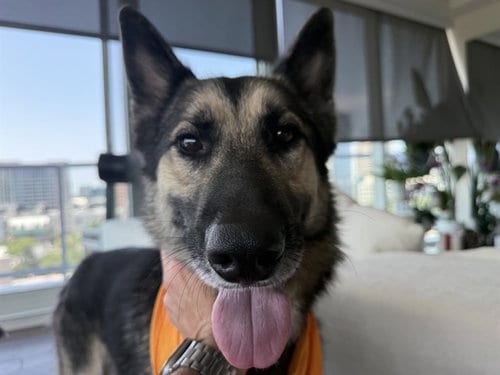 Photo of Ivan, adoptable German Shepherd Dog in Dallas, Texas