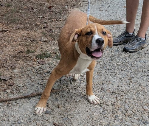 Photo of Cooper, adoptable Unknown breed (short coat) in McCormick, South Carolina