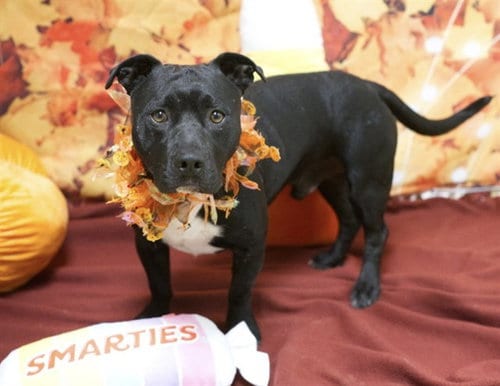 Photo of Scamp, adoptable Pit Bull Terrier in Placerville, California