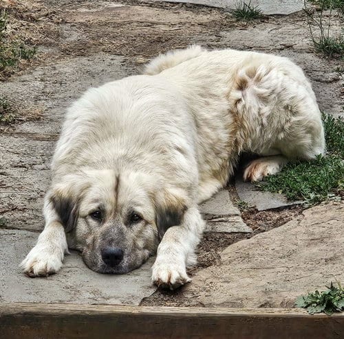 Photo of Trinity, adoptable Anatolian Shepherd in Sequim, Washington