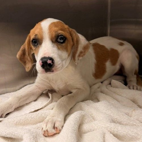 Photo of Simon, adoptable Unknown breed in Rancho Santa Fe, California