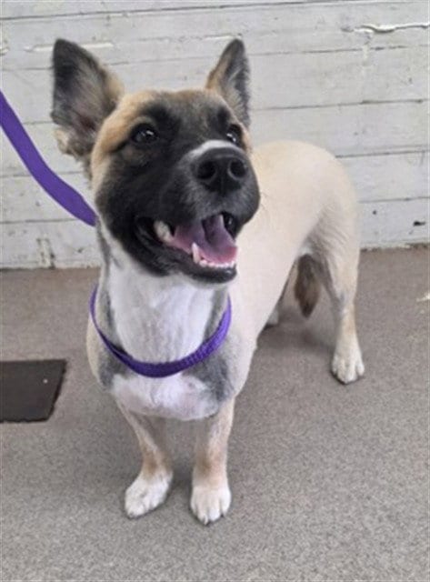 Photo of Valentina, adoptable Cardigan Welsh Corgi in San Bernardino, California