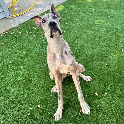 Photo of Regan, adoptable Great Dane in Newfield, New Jersey